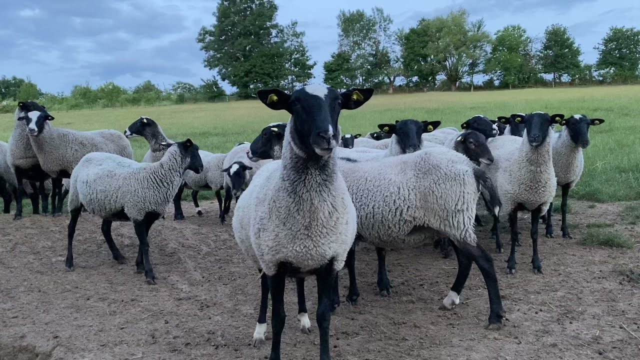 Romanovske ovce - Dan se budi - Romanov sheep in the pasture before sunrise - Farma Tadići
