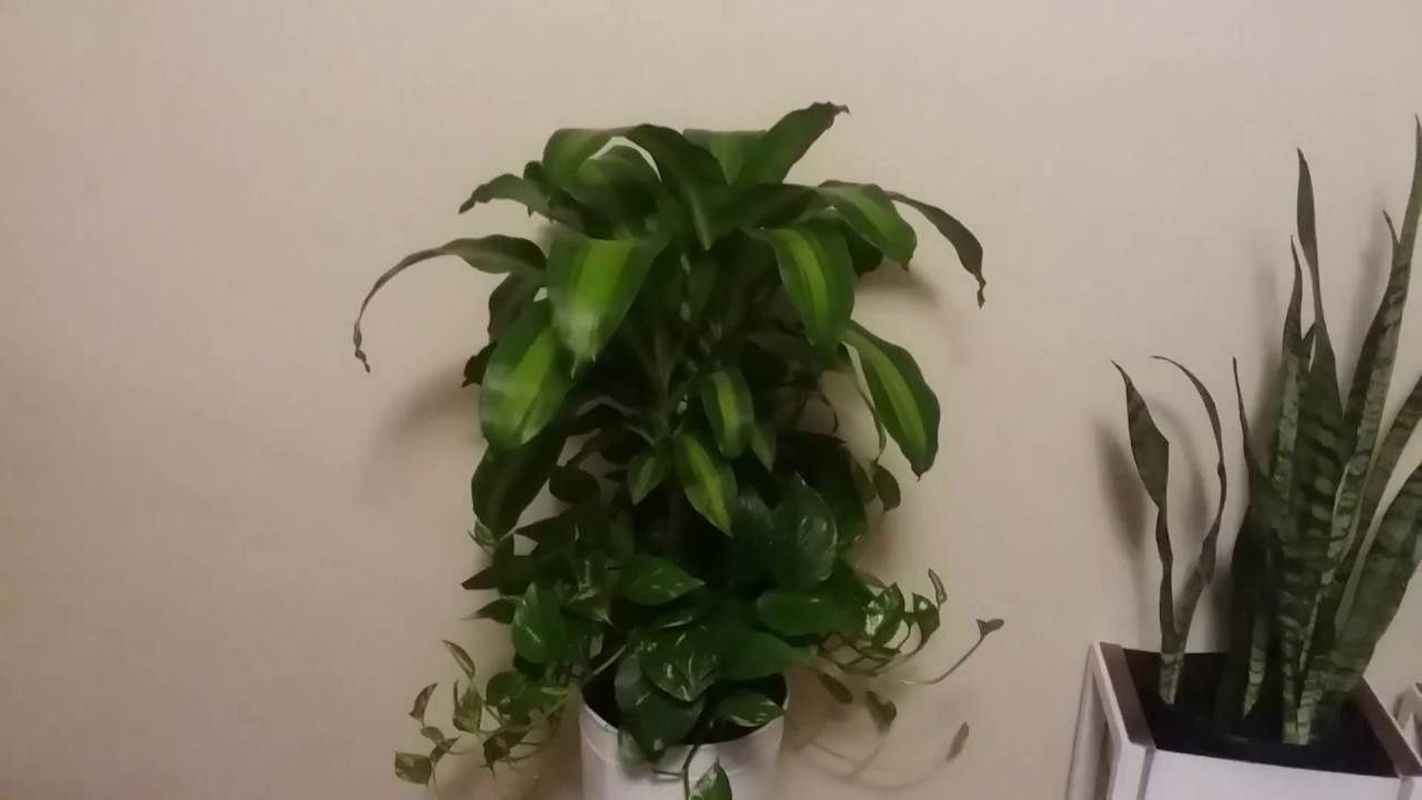 Plants and Planters Collection and Plant Haul