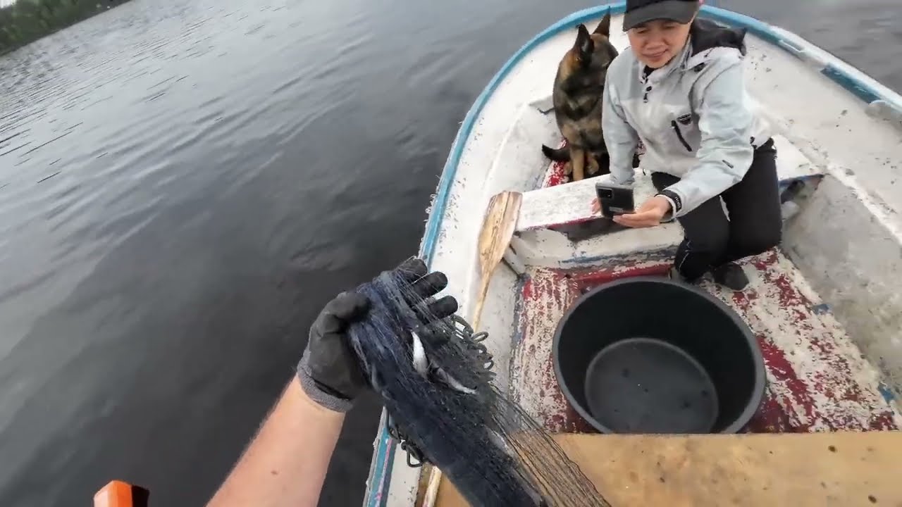 Verkoilla 17.6.2024.  Kokeillaan muikkua josko saisi