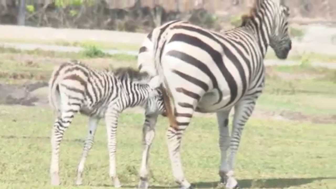 Baby Zebra