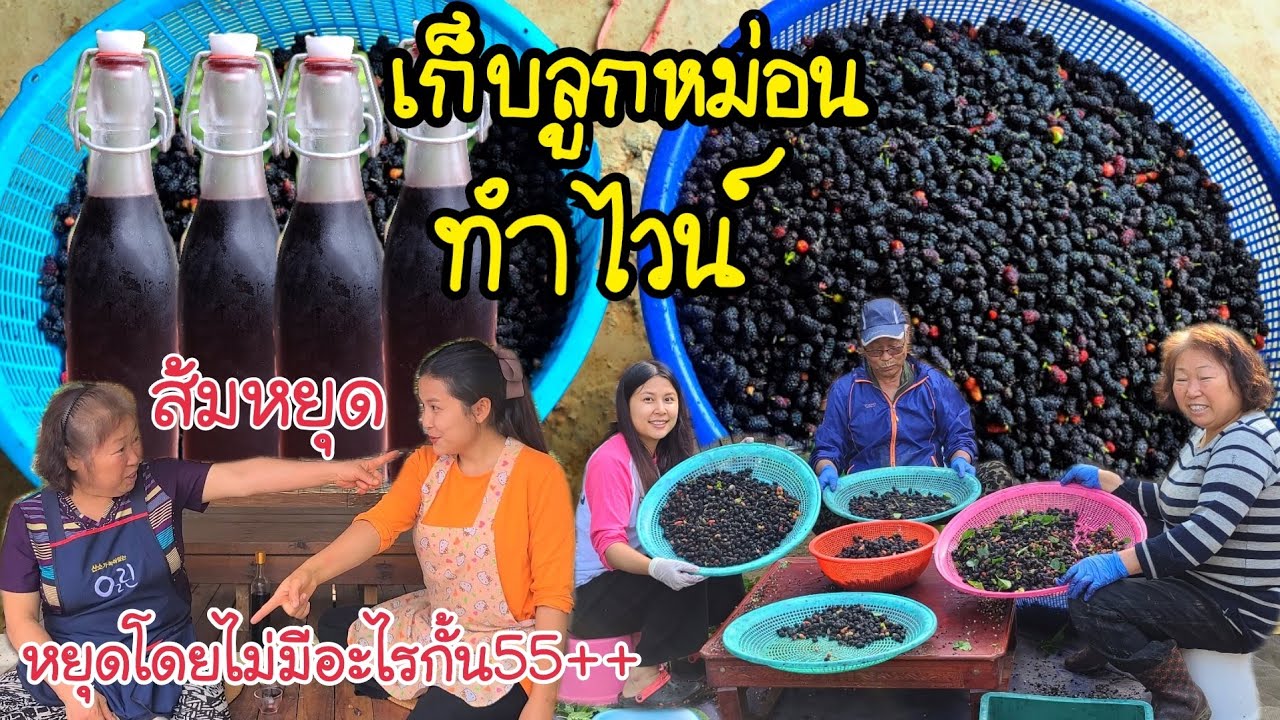 EP.365 |เก็บลูกหม่อน เอามาทำไวน์ไว้ขายให้ลูกค้าที่ร้านอาหาร สูตรทำไวน์ง่ายๆ เเม่ย่าพูดส้มหยุด ตลกดี😁