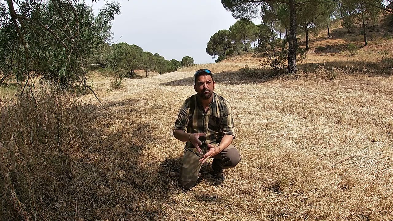 CAÇA AOS POMBOS TORCAZES, CHASSE DU PIGION, CAZA PALOMAS TORCACES .