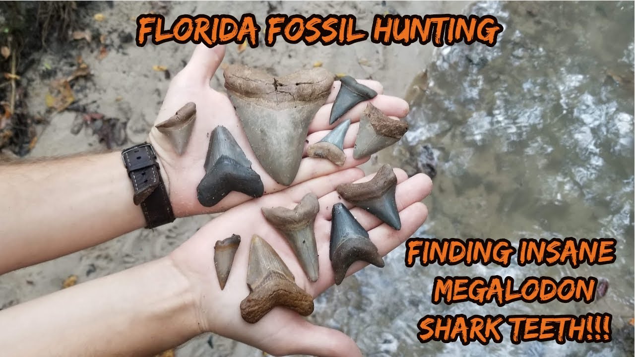 Florida Fossil Hunting | Finding a HUGE Megalodon Shark Tooth in the Creek