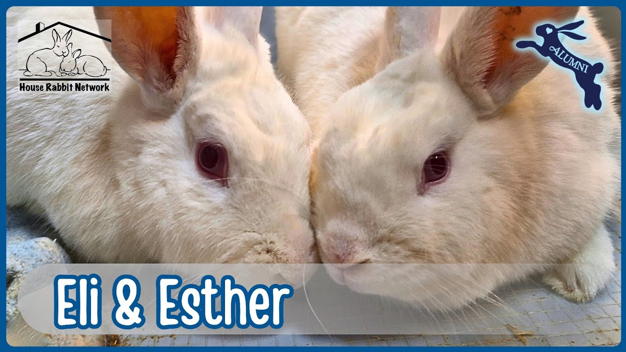 House Rabbit Network's Eli & Esther