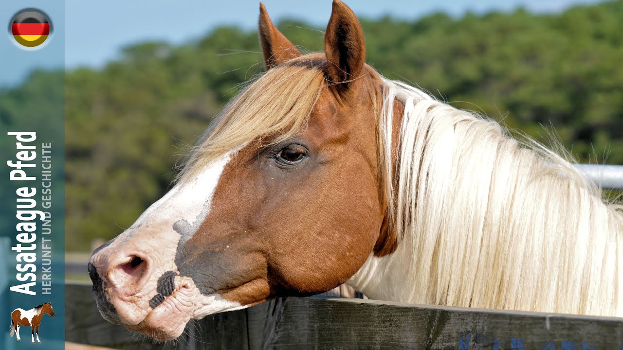 Assateague- und Chincoteague-Pferde, Marylands legendäre Pferde