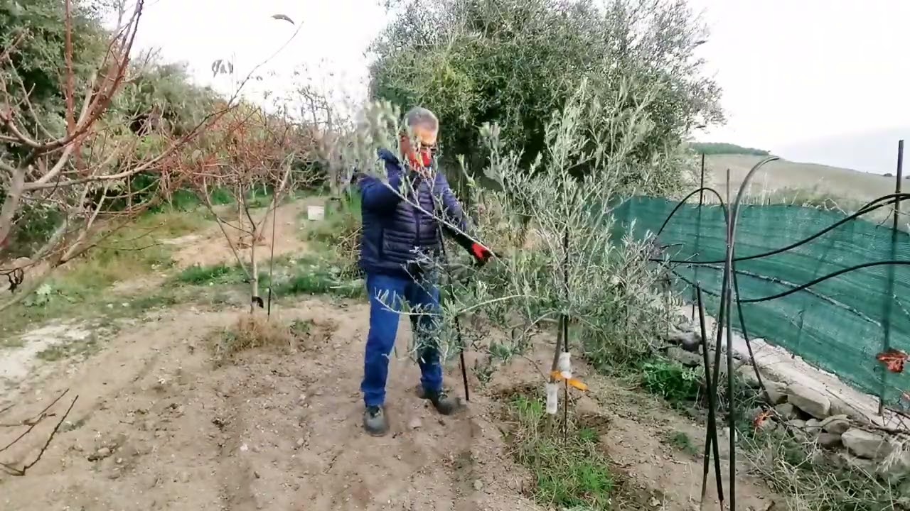 Ulivo, potatura di formazione del terzo anno. Prima parte.
