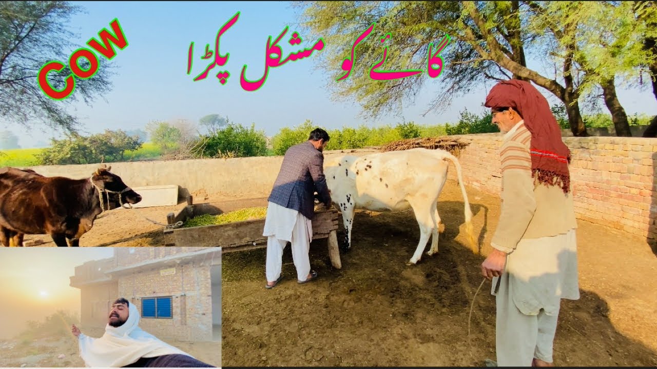 Village Life Main 🐄 Tang kiya||صبح کی سویر کا نظارا ||village Life vlog in Punjab 