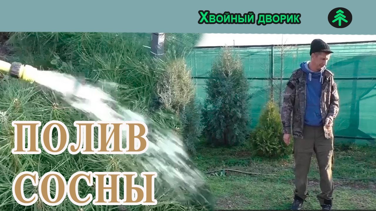 Полив сосны крымской в ноябре, поливаем до минусовой температуры. Питомник «Хвойный дворик».