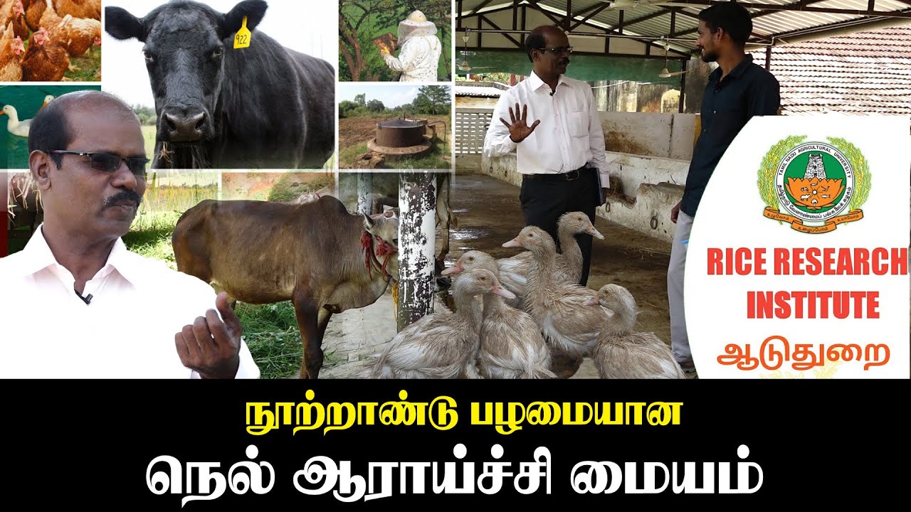 ஆடுதுறை நெல் ஆராய்ச்சி மையம் | GEMTV | Dr.V.AMBETHGAR |
