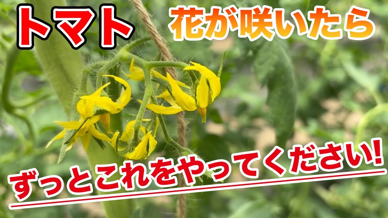 【トマト】花が咲いてから収穫するまでにこれやるだけでしっかり採れます