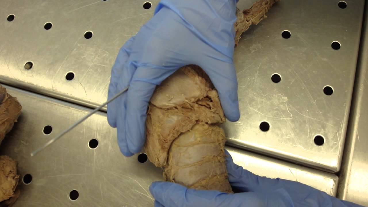 Larynx2