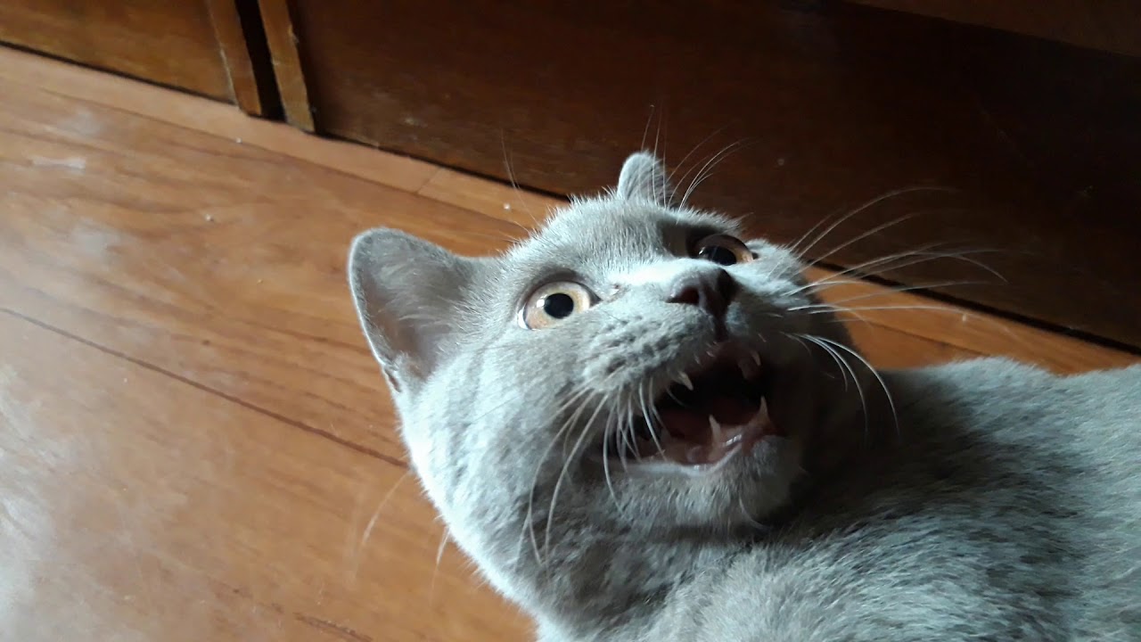 Chartreux