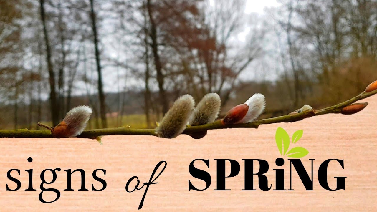 First signs of spring || Harsefeld