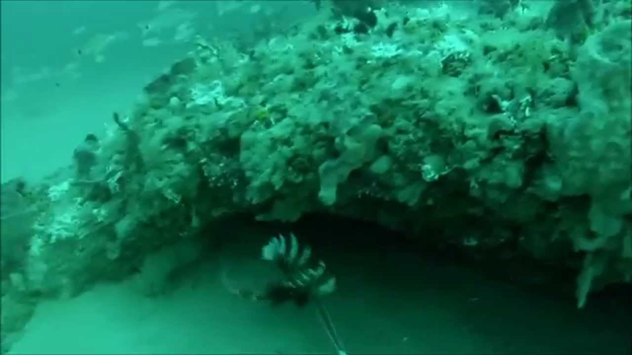 Lionfish blast 2015  - Jacksonville, FL