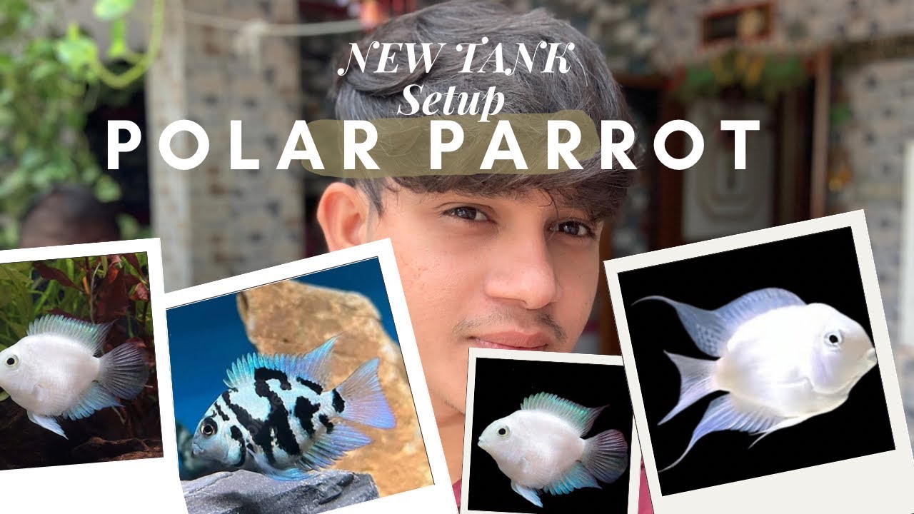 New Outdoor Tank Setup Polar Parrot Fish || And new Tank setup karate time konshii Chijee Dhyaan De