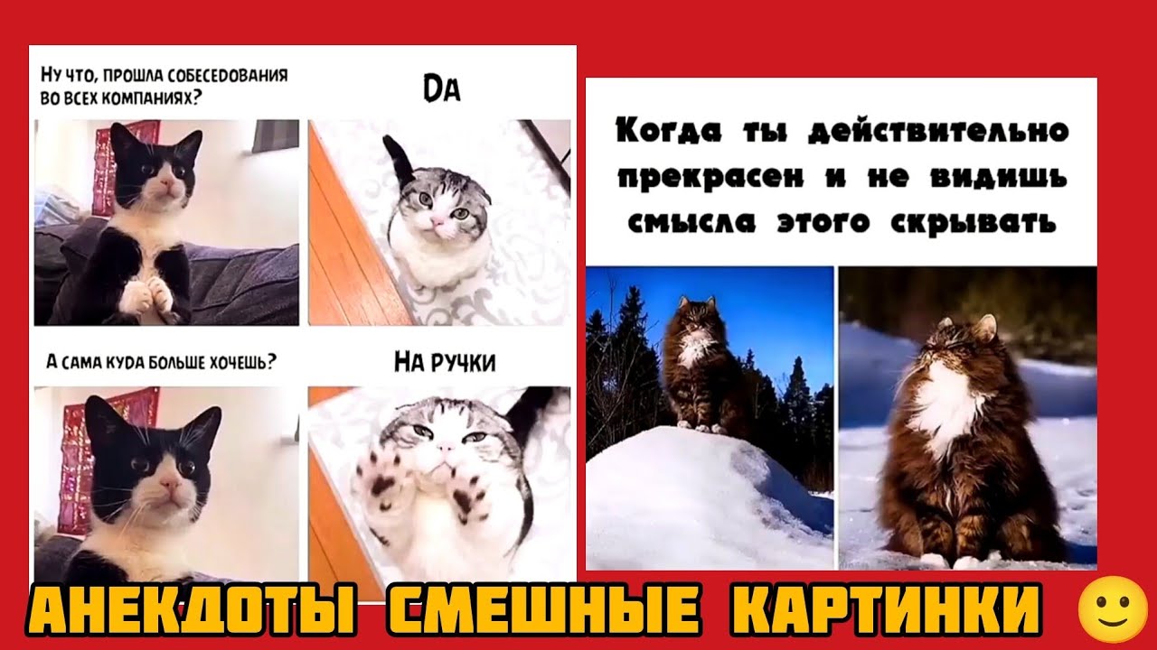 -НУ ЧТО, ПРОШЛА СОБЕСЕДОВАНИЯ ВО ВСЕХ КОМПАНИЯХ?🤨 -ДAА😊..-САМА КУДА БОЛЬШЕ ХОЧЕШЬ?🤔-НА РУЧКИ🤗