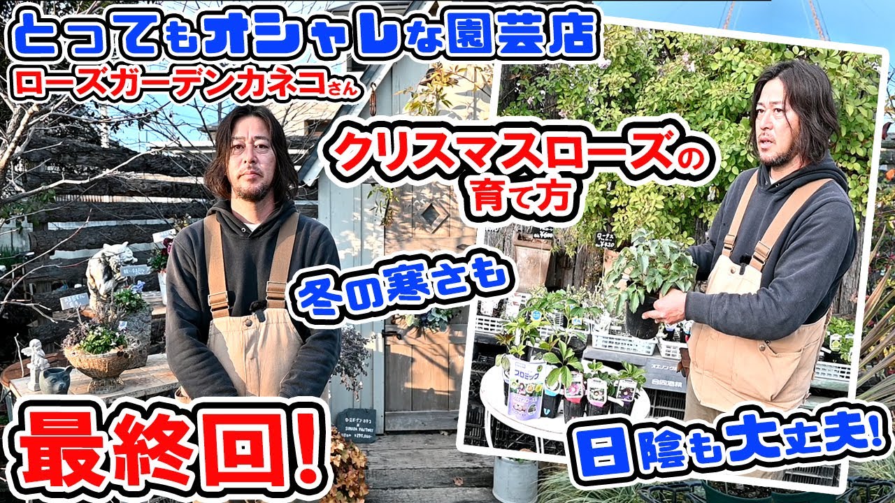 【最終回】🌼とってもオシャレな園芸店🌼とっても可愛いクリスマスローズを育てよう♪ ローズガーデンカネコさん