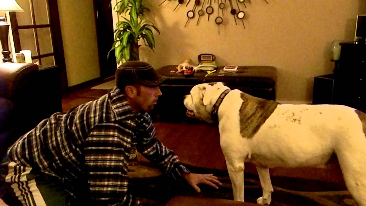 American bulldog attack.