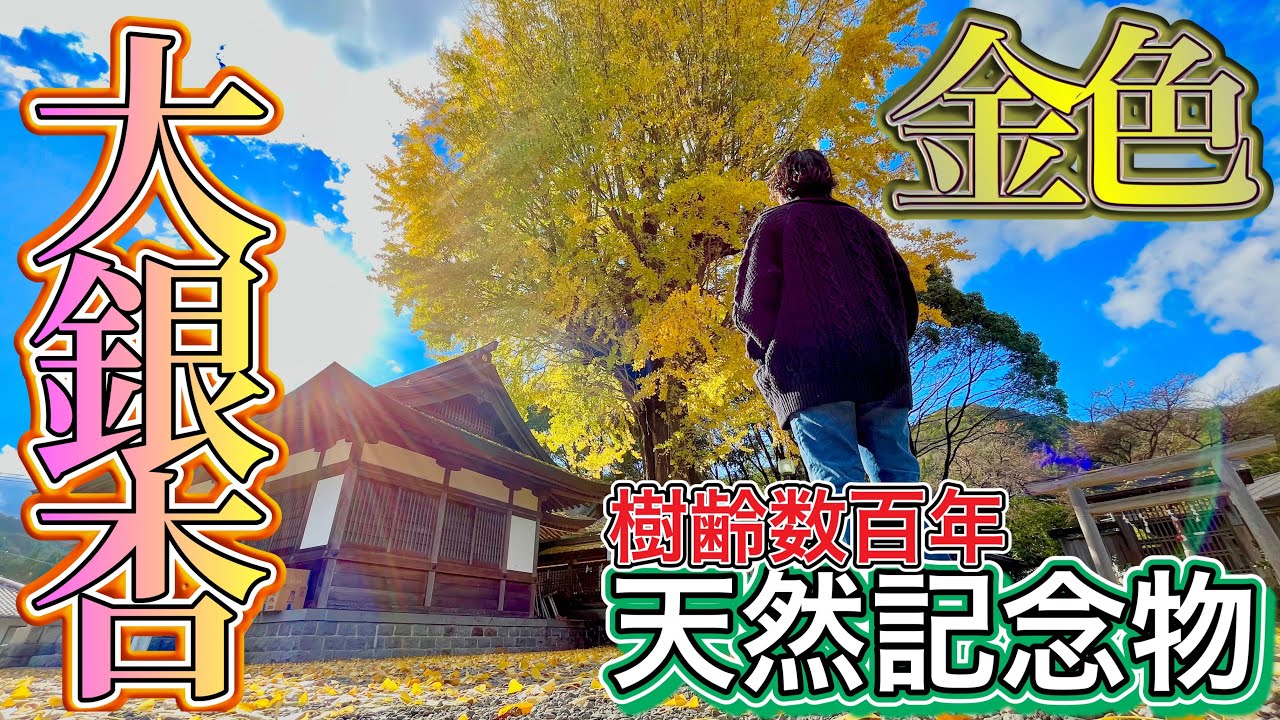 【和歌山旅】勝手に三大『大イチョウ』北部編［紅葉バージョン］❗️ラストに最高の大イチョウが⁉️