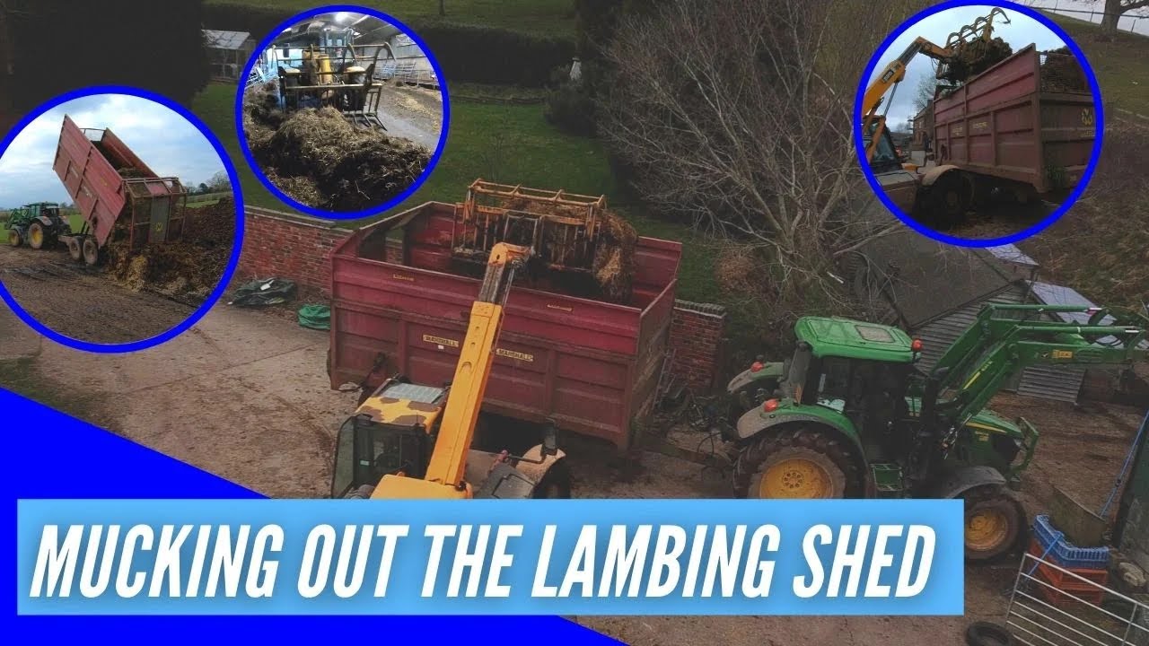 MUCKING OUT THE LAMBING SHED