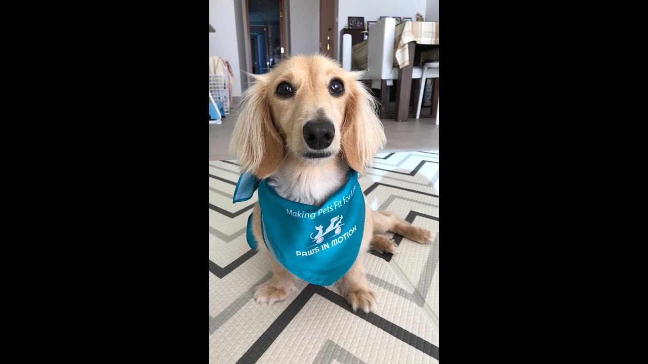 Mo Mo is able to spinal walk after spinal surgery for severe IVDD