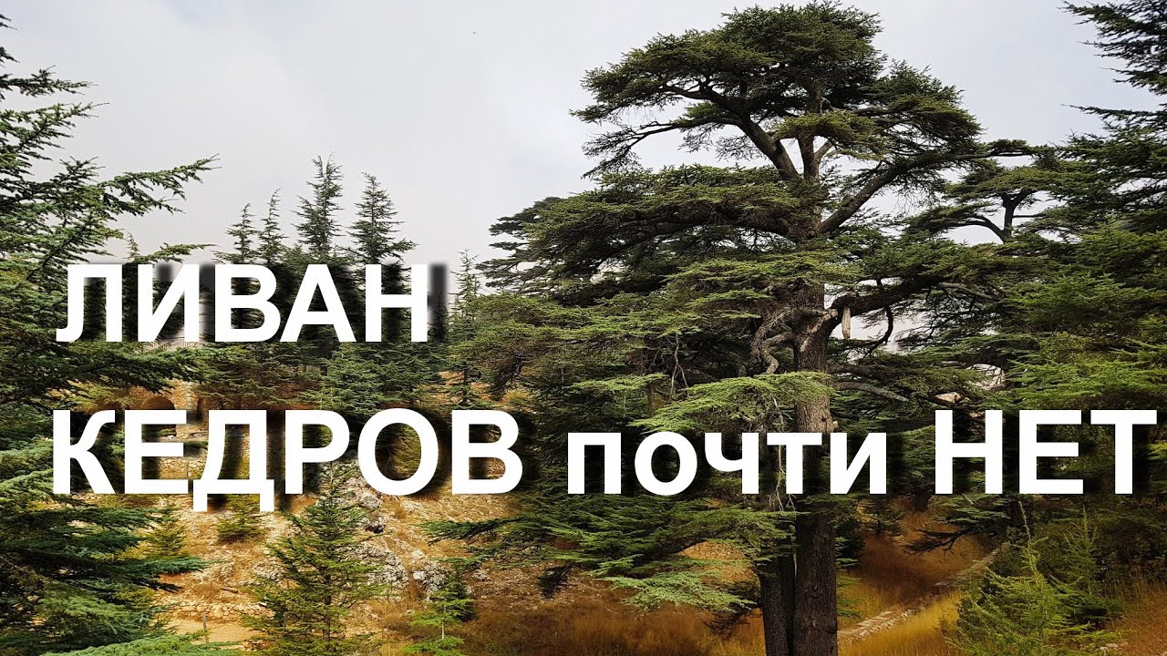 Ливанские кедры или то что от них ОСТАЛОСЬ!!!