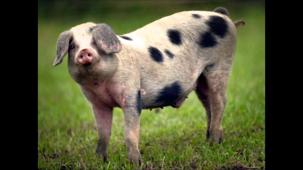 Bonnie Prince Billy - The Spotted Pig