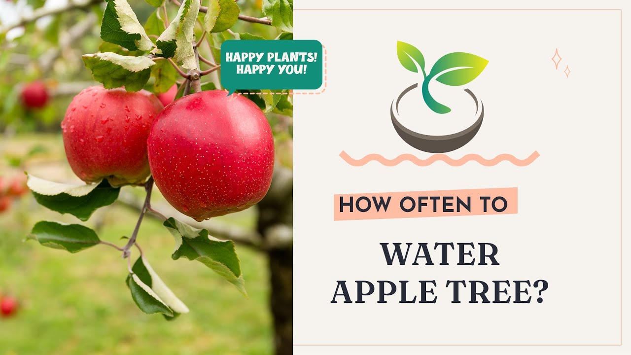 🍎🍀 How Often to Water Apple Tree? Expert Advice for Juicier Fruits.