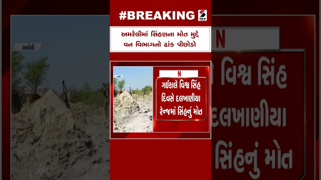 Amreli News | અમરેલીમાં સિંહણના મોત મુદ્દે વન વિભાગનો ઢાંક પીછોડો | Forest Department | Lions
