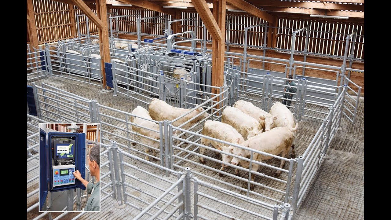 PASDELOU - Installation de contention automatisée pour bovins