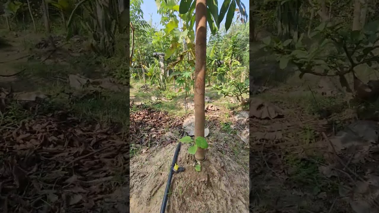 மிளகு செடியை பற்றி வீடியோ