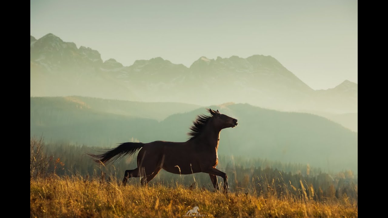 Tatra Adventure || | Plener Fotograficzny z Końmi na Podhalu