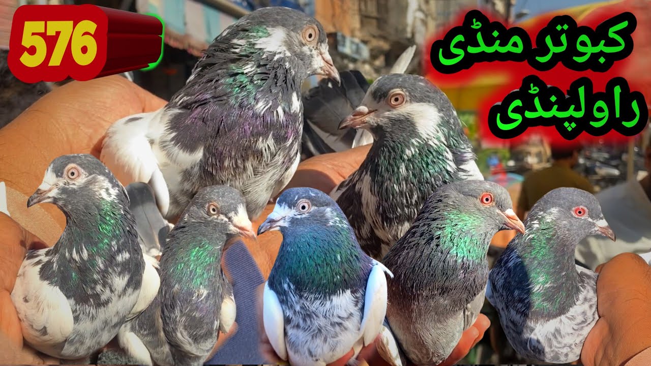 576 | Kabootar Mandi Rawalpindi | Today Latest Update | High Flyer Pigeon Market Price | 8/11/2025 !