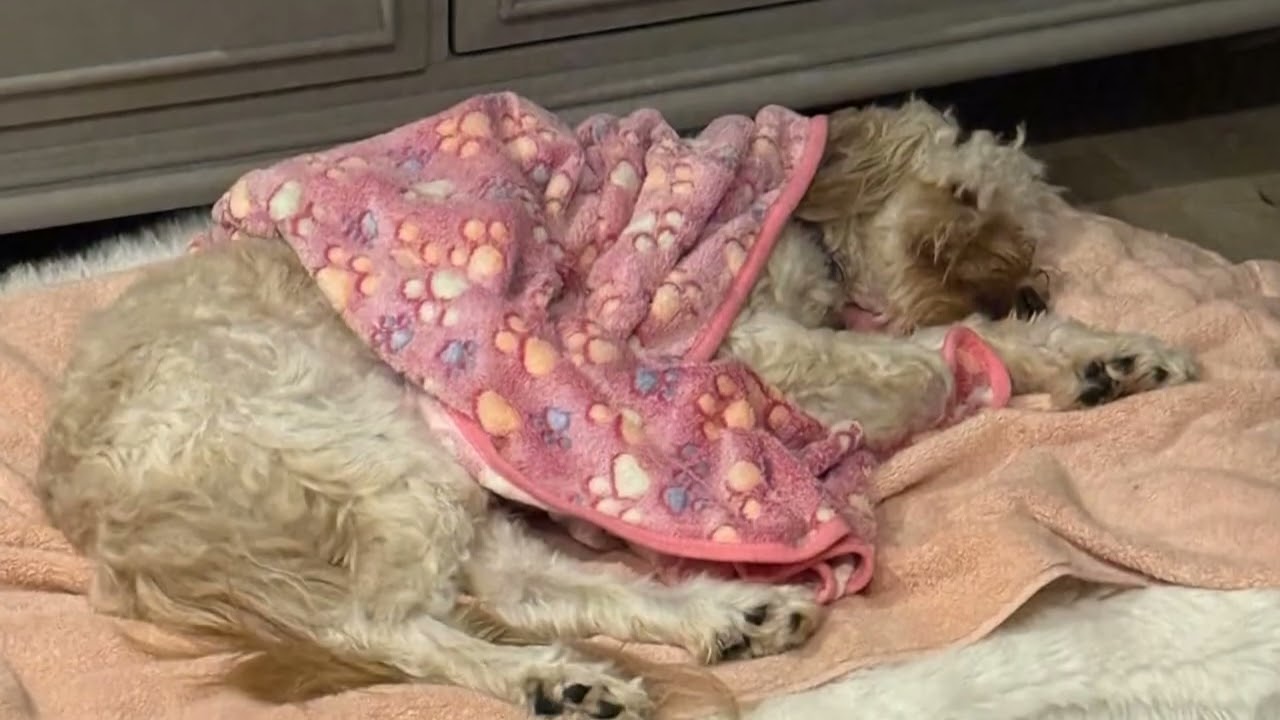 🐾🛏️ Pet Dog Blankets – Soft, Washable Comfort for Medium & Large Dogs!