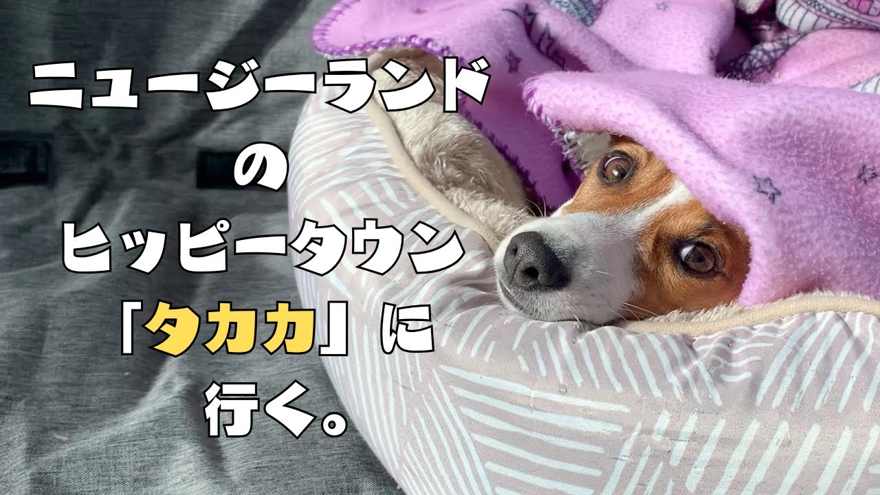ニュージーランドのヒッピータウン『タカカ』に遊びに行ってきた。