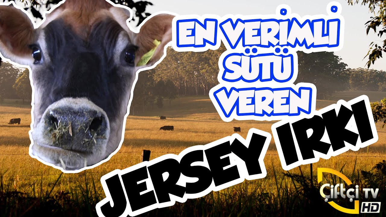 En Verimli Sütü Veren Jersey Irkı - SADECE JERSEY #hayvancılık #besici