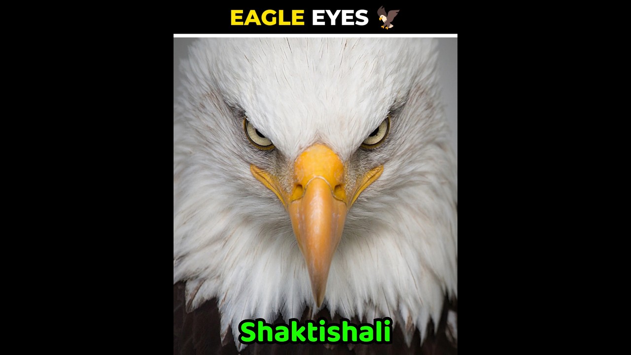 🤔Eagle Eyes 🦅 | #shorts #eagles #facts
