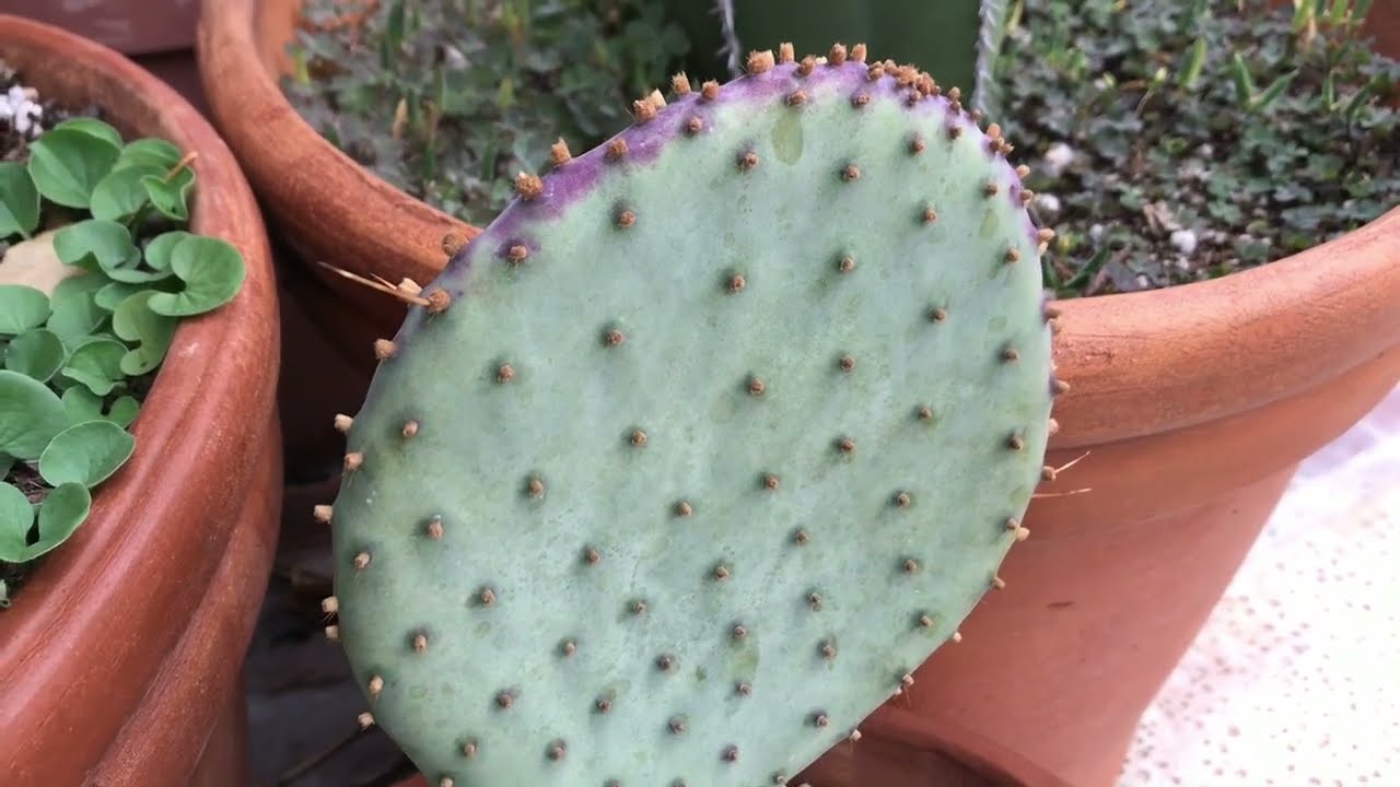 Una vuelta por el HERMOSO JARDÍN de mi MADRE