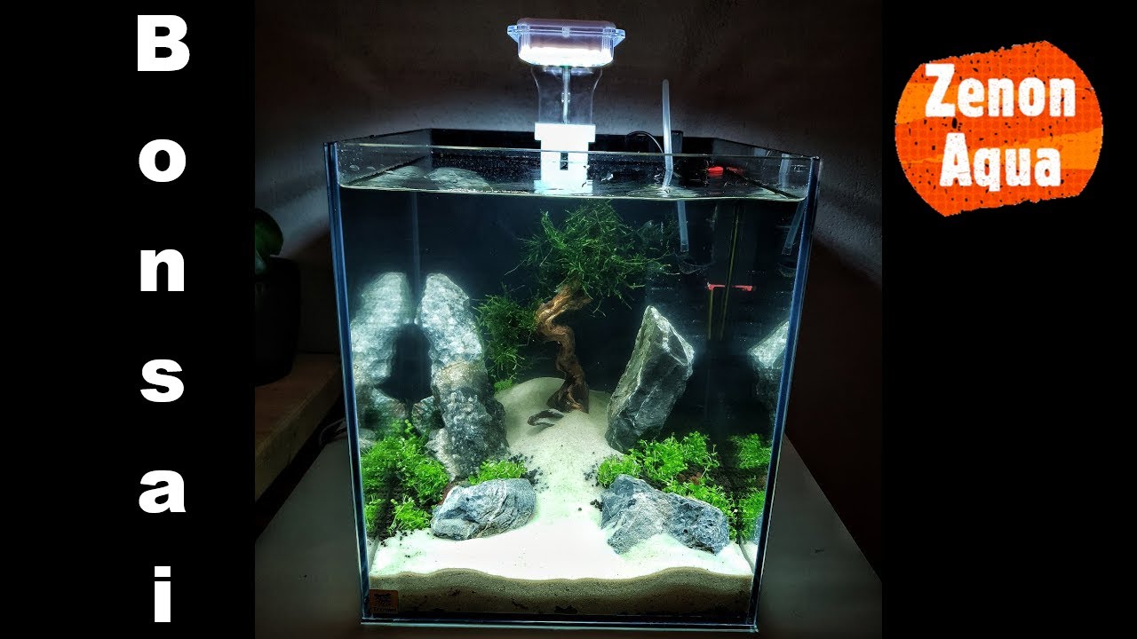 Kostka 30L zakładamy Krewetkarium z Bonsai  -  Cube 30L Setting up the shrimp tank Bonsai