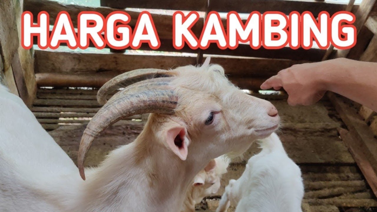 review harga kambing - kambing perah ciamis - GOAT