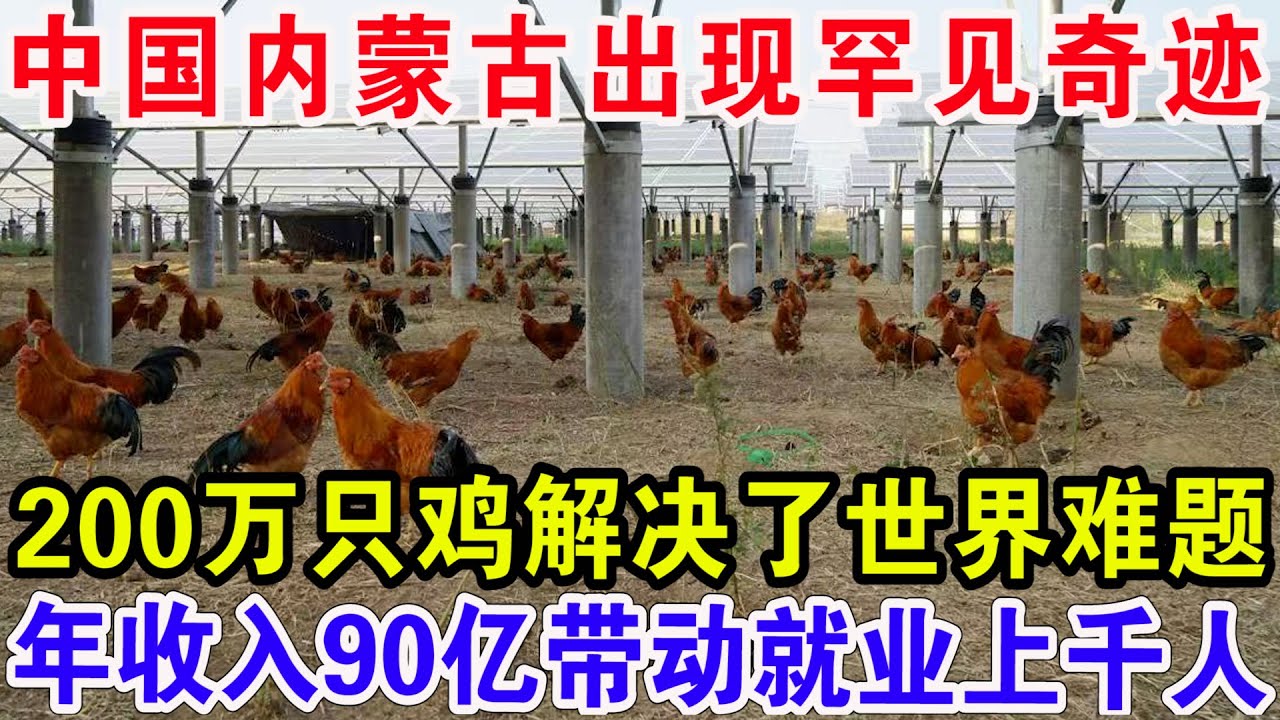 中国内蒙古沙漠出现罕见奇迹，200万只鸡解决了世界难题，年收入90亿带动就业上千人！
