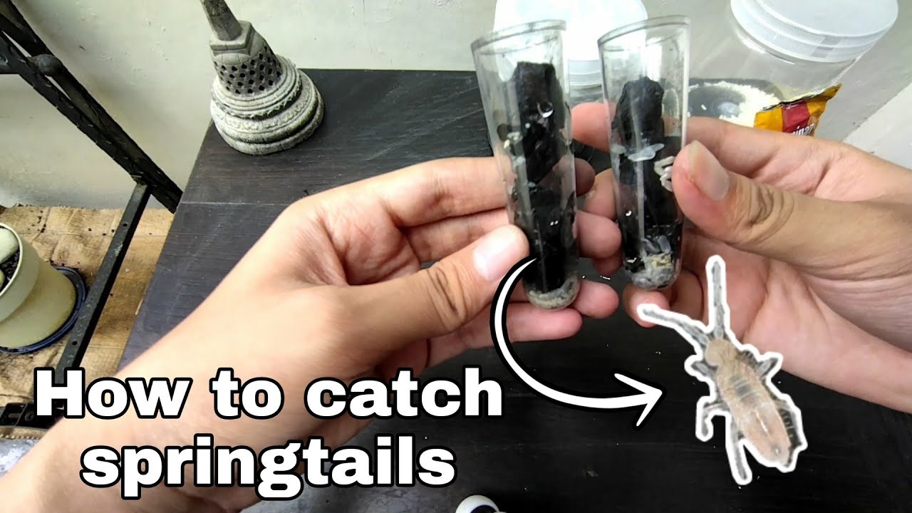 HOW TO MAKE SPRINGTAILS TRAP [EASY HOMEMADE]