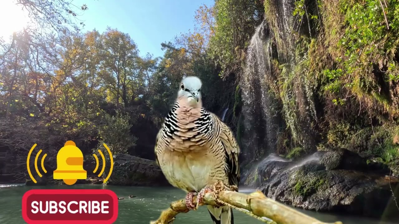Obat Burung Macet: Suara Perkutut Lokal Gacor untuk Bangkitkan Mental