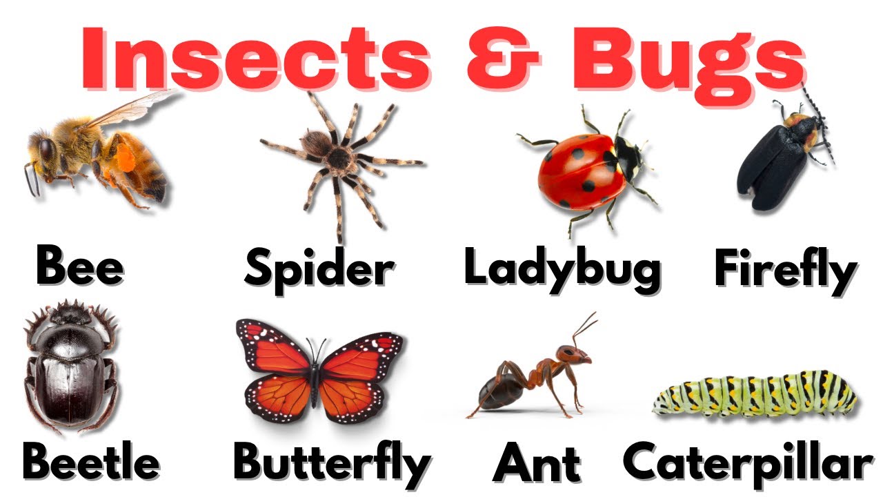 Insects Names In English | Best Educational Video For Kids/Toddlers 2026
