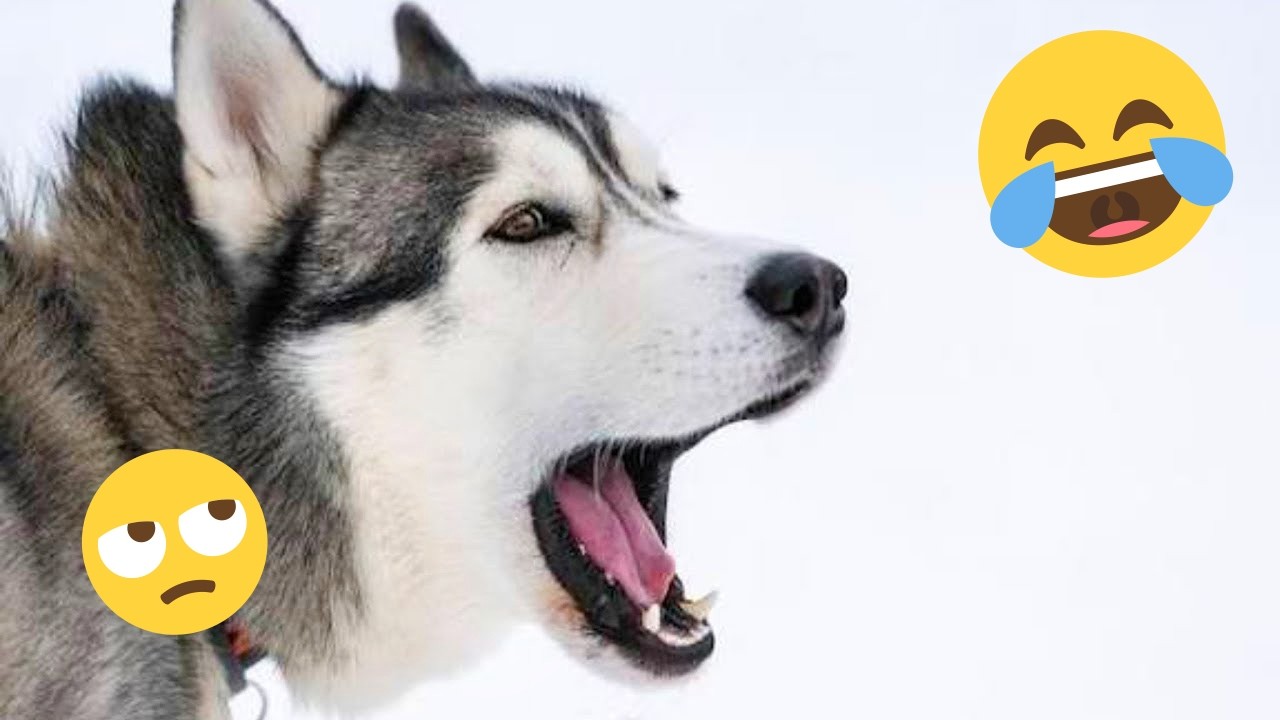 New FUNNY DOGS That Will Make You Die Laughing 🤣 Funny Animals Video 2026 #15