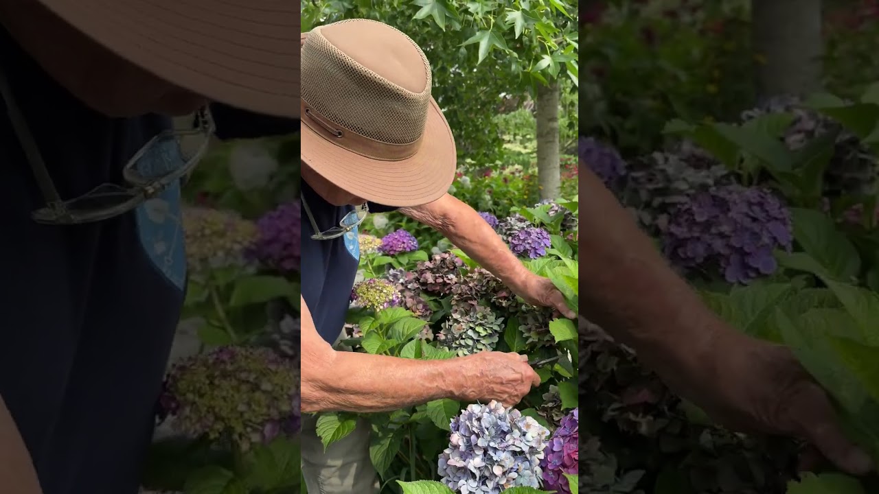 Summer Pinch Pruning Demonstration The Cape Cod Hydrangea Society