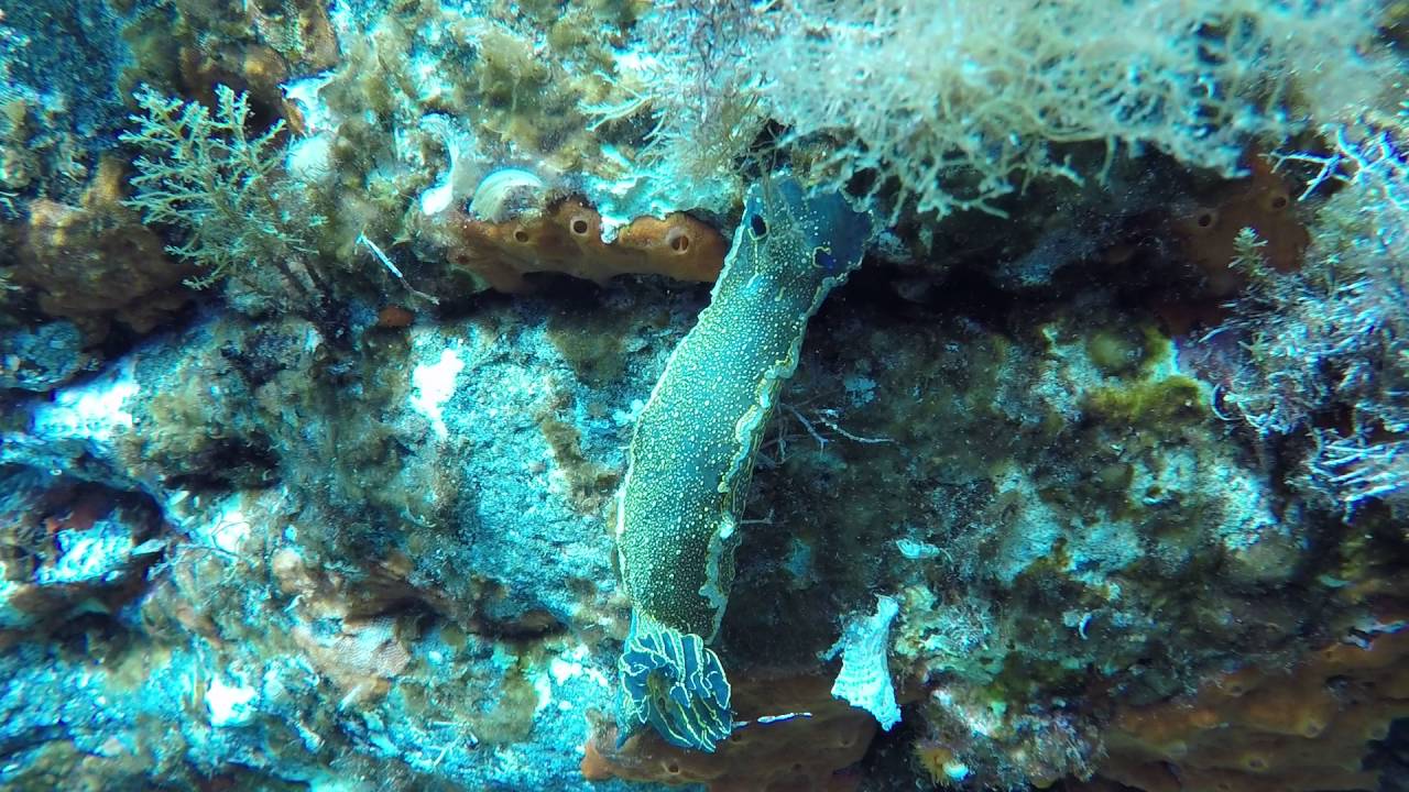 Nudibranco pantesco
