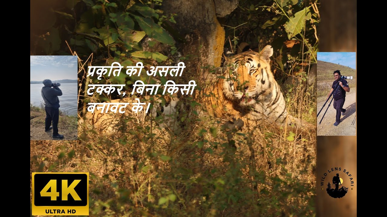 Tiger Competition in Pench 4 K Video