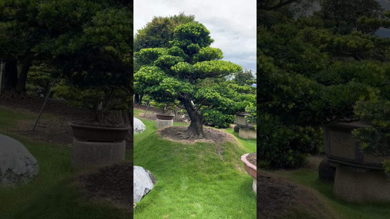 超大型盆栽 #Podocarpus #羅漢松 #晶鑽羅漢松