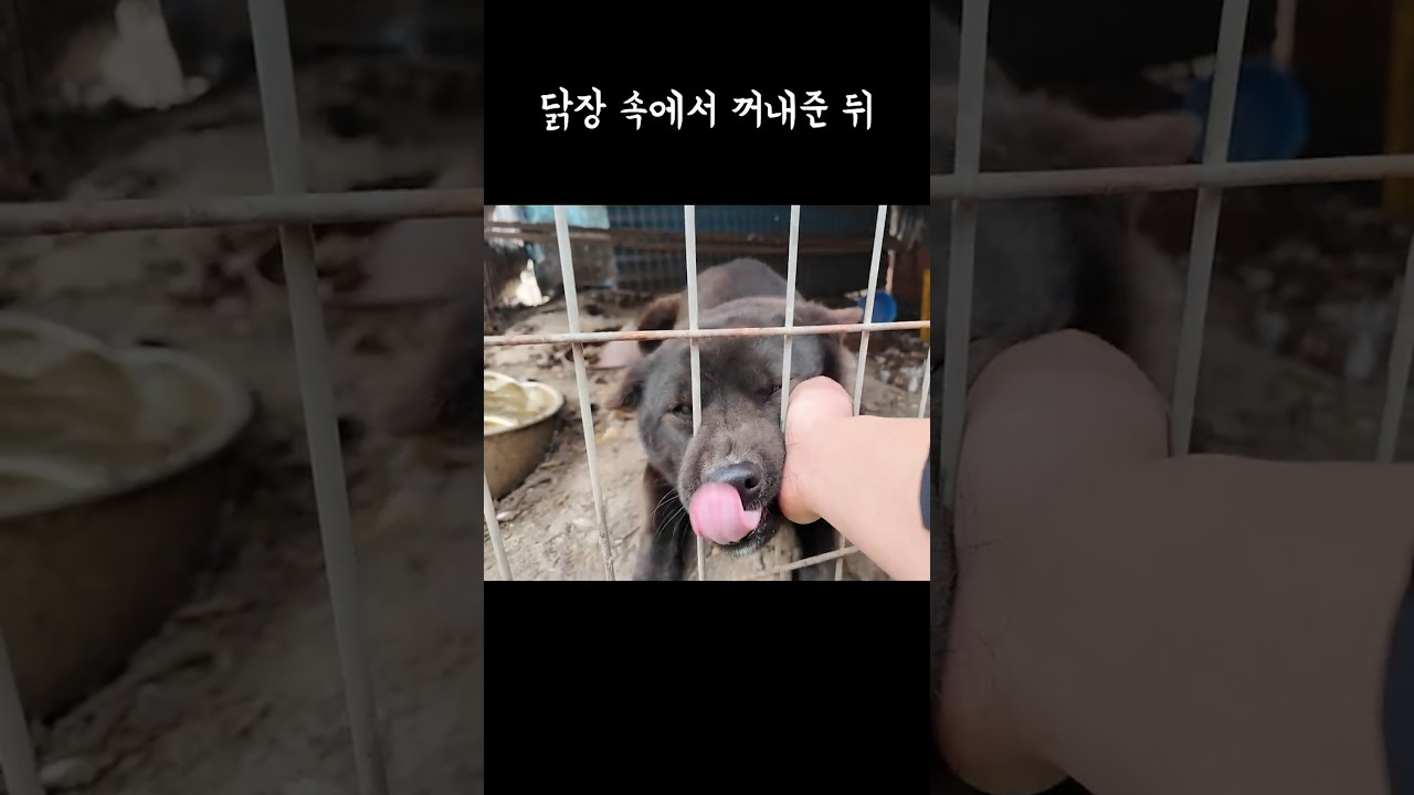 새끼 곰 두리 개장수한테 잡혀가기 전에 꼭 데려올 겁니다
